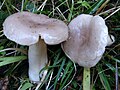 !Lactarius uvidus!