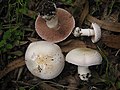 !!Agaricus bresadolanus!!