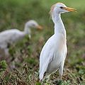 Bubulcus ibis