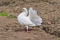 Calman-gobhlach (Columba livia domestica)