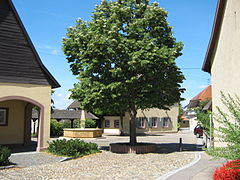 La place du village, avec un tilleul et une fontaine ; à gauche, l'extrémité de la galerie de l'hôtel de ville