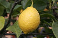 Lemon Closeup