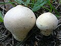 Lycoperdon molle