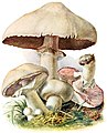 Markchampignon (Agaricus campestris)