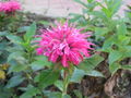 Monarda sp.