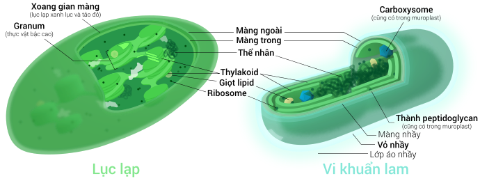 Cả lục lạp và vi khuẩn lam đều có lớp màng kép, DNA, ribosome và thylakoid. Trong hình, lục lạp lẫn vi khuẩn lam đều minh họa theo hướng lý tưởng hóa các điều kiện (trong hình là lục lạp của thực vật bậc cao)—thực tế rằng có nhiều sự khác nhau tồn tại giữa lục lạp và vi khuẩn lam.
