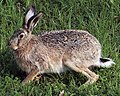 Brown hare