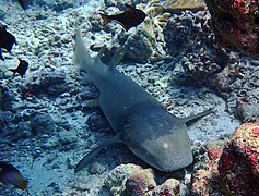 Un requin nourrice (Nebrius ferrugineus)