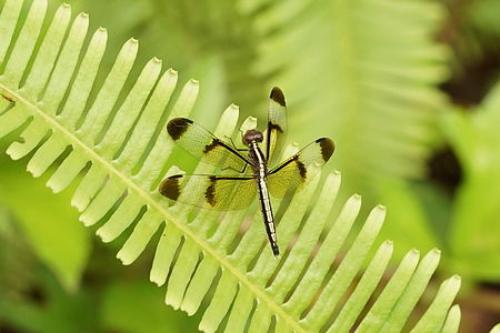 Neurothemis tullia (പെൺതുമ്പി)