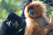 Black gibbon and brown gibbon