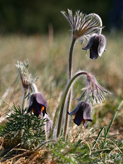 Pļavas silpurene (Pulsatilla pratensis)