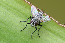 Tachinid fly ճանճի թևերի միկրոստրուկտուրայով պայմանավորված գունավորում