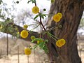 Acacia erioloba