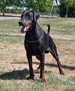 Dobermann