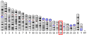 Chromosome 18 humain