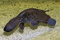 Platypus swimming