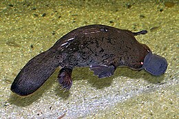 Platypus.jpg