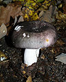 Russula cyanoxantha