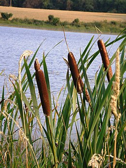 Plačialapis švendras (Typha latifolia)