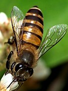 Abeille à miel asiatique : Apis cerana.