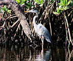 Great Blue Heron - Jonathan Dickinson State Park