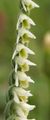 Spiranthes spiralis