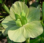 Helleborus orientalis