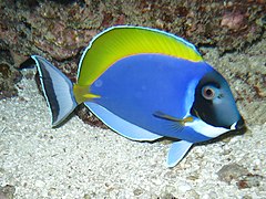 Un chirurgien à poitrine blanche (Acanthurus leucosternon)