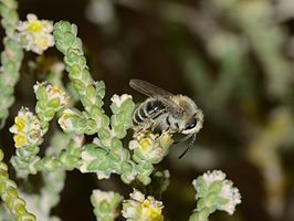 Andrena aegypticola