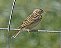 Australian pipit