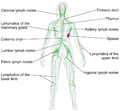 Thumbnail for Lymphatic system