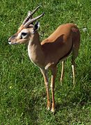 Gazella rufifrons