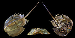 Amerikas zobenastes (Limulus polyphemus)