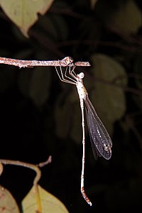 Platylestes platystylus (പ്രായപൂർത്തി ആവാത്ത ആൺതുമ്പി)