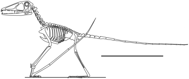 Reconstrucció de l'esquelet