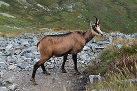 Capră neagră de Tatra (Rupicapra rupicapra tatrica)