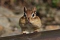 Esquirol llistat de l'Est americà amb les bosses de les galtes plenes, Cap Tourmente Nacional Wildlife Àrea, Quebec, Canadà