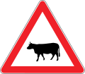 Cattle crossing