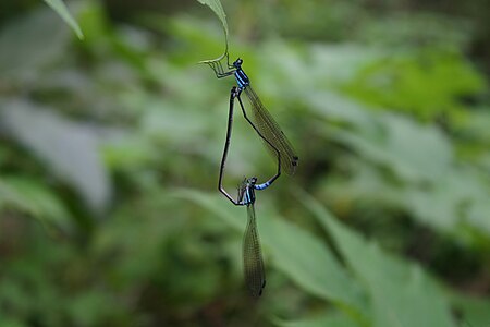 Phylloneura westermanni (ഇണചേരുന്നു)