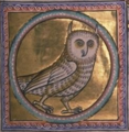 Folio 50 - Eagle Owl (detail)