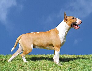 Bullterrier