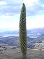 Inflorescence