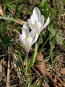 Crocus albiflorus 2.JPG