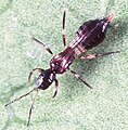 Aeolothripidae (Franklinothrips vespiformis)