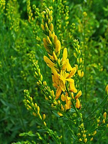 Genista tinctoria 002.JPG