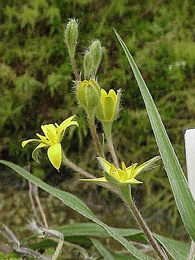 Hypoxis hemerocallidea.