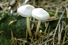 Inocybe geophylla - Lindsey.jpg