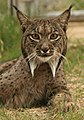 Iberian lynx