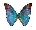 Morpho marcus