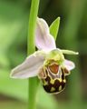 Flor de Ophrys apifera